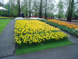 Keukenhof (62)